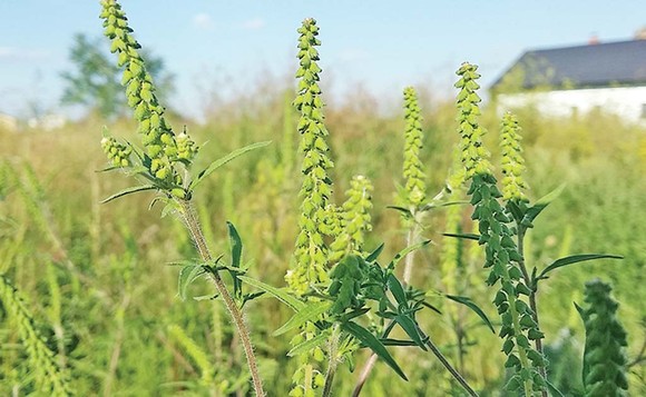 7-actu-baza-ambrozie